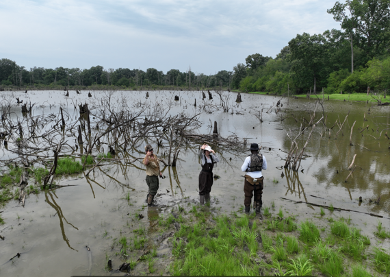Floodplain Reconnection at Shawnee National Forest Oxbow